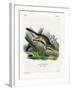 Eastern Chipmunk-null-Framed Giclee Print