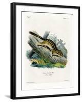 Eastern Chipmunk-null-Framed Giclee Print