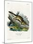 Eastern Chipmunk-null-Mounted Giclee Print