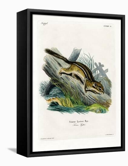 Eastern Chipmunk-null-Framed Stretched Canvas