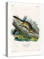 Eastern Chipmunk-null-Stretched Canvas