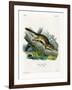 Eastern Chipmunk-null-Framed Giclee Print