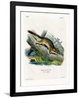 Eastern Chipmunk-null-Framed Giclee Print