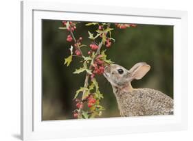 Eastern Cottontail eating Agarita berries, South Texas, USA-Rolf Nussbaumer-Framed Photographic Print