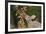 Eastern Cottontail eating Agarita berries, South Texas, USA-Rolf Nussbaumer-Framed Photographic Print