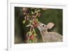 Eastern Cottontail eating Agarita berries, South Texas, USA-Rolf Nussbaumer-Framed Premium Photographic Print