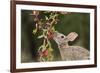 Eastern Cottontail eating Agarita berries, South Texas, USA-Rolf Nussbaumer-Framed Premium Photographic Print