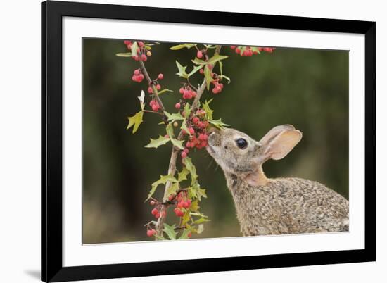 Eastern Cottontail eating Agarita berries, South Texas, USA-Rolf Nussbaumer-Framed Premium Photographic Print