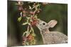 Eastern Cottontail eating Agarita berries, South Texas, USA-Rolf Nussbaumer-Mounted Premium Photographic Print