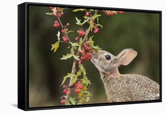 Eastern Cottontail eating Agarita berries, South Texas, USA-Rolf Nussbaumer-Framed Stretched Canvas