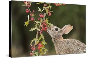Eastern Cottontail eating Agarita berries, South Texas, USA-Rolf Nussbaumer-Stretched Canvas