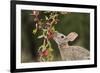 Eastern Cottontail eating Agarita berries, South Texas, USA-Rolf Nussbaumer-Framed Photographic Print