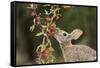 Eastern Cottontail eating Agarita berries, South Texas, USA-Rolf Nussbaumer-Framed Stretched Canvas