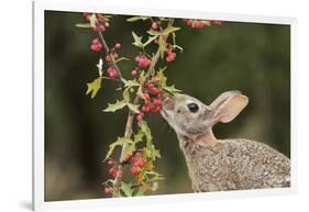 Eastern Cottontail eating Agarita berries, South Texas, USA-Rolf Nussbaumer-Framed Photographic Print