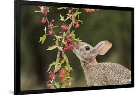 Eastern Cottontail eating Agarita berries, South Texas, USA-Rolf Nussbaumer-Framed Photographic Print