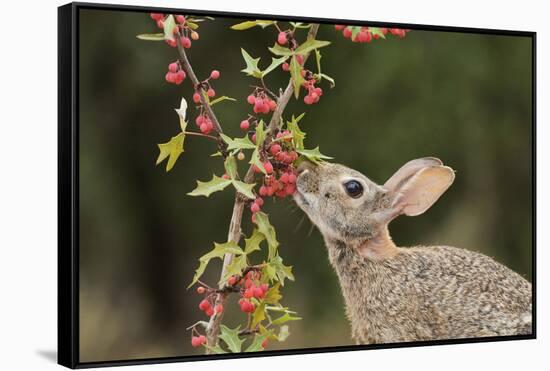 Eastern Cottontail eating Agarita berries, South Texas, USA-Rolf Nussbaumer-Framed Stretched Canvas