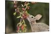 Eastern Cottontail eating Agarita berries, South Texas, USA-Rolf Nussbaumer-Stretched Canvas