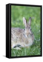 Eastern Cottontail, Marion Co. Il-Richard ans Susan Day-Framed Stretched Canvas