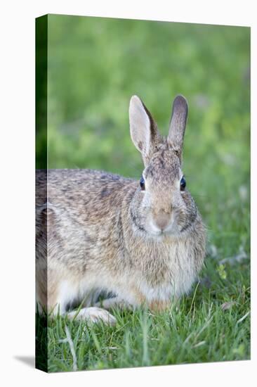 Eastern Cottontail, Marion Co. Il-Richard ans Susan Day-Stretched Canvas