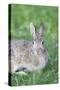 Eastern Cottontail, Marion Co. Il-Richard ans Susan Day-Stretched Canvas