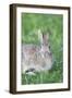 Eastern Cottontail, Marion Co. Il-Richard ans Susan Day-Framed Photographic Print