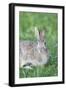 Eastern Cottontail, Marion Co. Il-Richard ans Susan Day-Framed Photographic Print