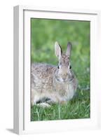 Eastern Cottontail, Marion Co. Il-Richard ans Susan Day-Framed Photographic Print