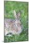Eastern Cottontail, Marion Co. Il-Richard ans Susan Day-Mounted Photographic Print