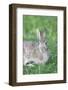 Eastern Cottontail, Marion Co. Il-Richard ans Susan Day-Framed Photographic Print