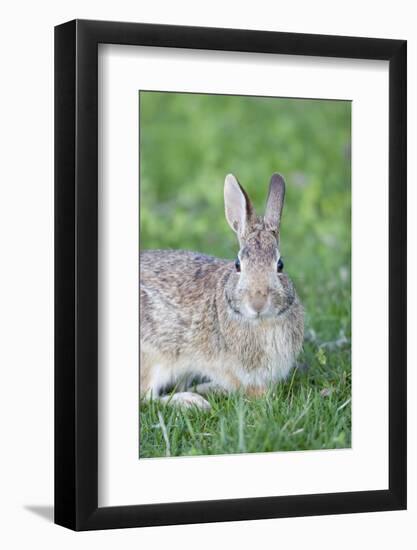Eastern Cottontail, Marion Co. Il-Richard ans Susan Day-Framed Photographic Print