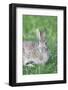 Eastern Cottontail, Marion Co. Il-Richard ans Susan Day-Framed Photographic Print