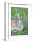 Eastern Cottontail, Marion Co. Il-Richard ans Susan Day-Framed Photographic Print