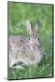 Eastern Cottontail, Marion Co. Il-Richard ans Susan Day-Mounted Photographic Print