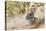 Eastern Cottontail Rabbit resting in shade-Larry Ditto-Stretched Canvas