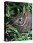 Eastern Cottontail Rabbit, Tyler, Texas-Dr. Scott M. Lieberman-Stretched Canvas