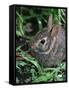 Eastern Cottontail Rabbit, Tyler, Texas-Dr. Scott M. Lieberman-Framed Stretched Canvas