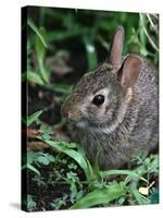 Eastern Cottontail Rabbit, Tyler, Texas-Dr. Scott M. Lieberman-Stretched Canvas