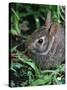 Eastern Cottontail Rabbit, Tyler, Texas-Dr. Scott M. Lieberman-Stretched Canvas