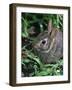 Eastern Cottontail Rabbit, Tyler, Texas-Dr. Scott M. Lieberman-Framed Photographic Print