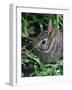 Eastern Cottontail Rabbit, Tyler, Texas-Dr. Scott M. Lieberman-Framed Photographic Print