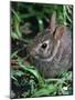 Eastern Cottontail Rabbit, Tyler, Texas-Dr. Scott M. Lieberman-Mounted Photographic Print