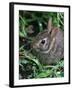 Eastern Cottontail Rabbit, Tyler, Texas-Dr. Scott M. Lieberman-Framed Photographic Print