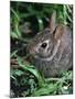Eastern Cottontail Rabbit, Tyler, Texas-Dr. Scott M. Lieberman-Mounted Photographic Print