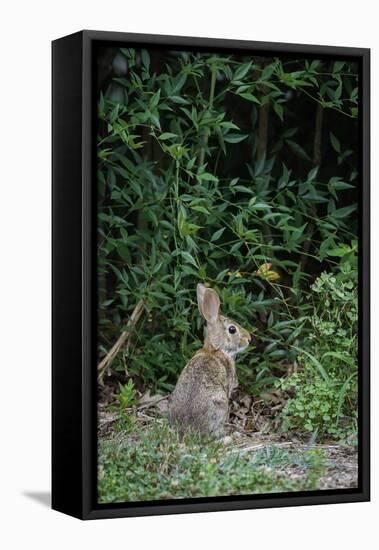 Eastern Cottontail Rabbit-Gary Carter-Framed Stretched Canvas