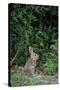 Eastern Cottontail Rabbit-Gary Carter-Stretched Canvas