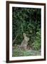 Eastern Cottontail Rabbit-Gary Carter-Framed Premium Photographic Print