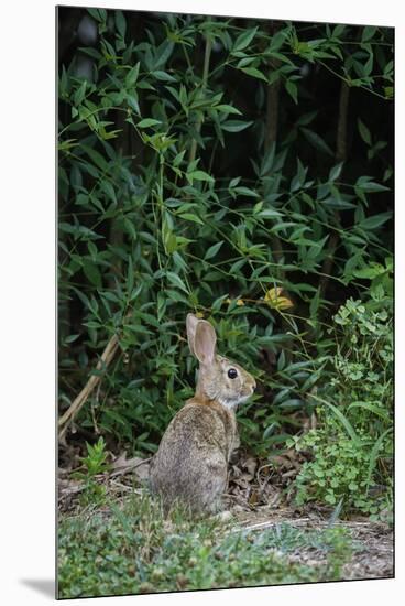 Eastern Cottontail Rabbit-Gary Carter-Mounted Premium Photographic Print