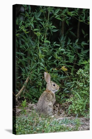 Eastern Cottontail Rabbit-Gary Carter-Stretched Canvas