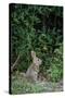 Eastern Cottontail Rabbit-Gary Carter-Stretched Canvas