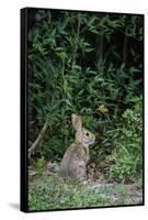 Eastern Cottontail Rabbit-Gary Carter-Framed Stretched Canvas